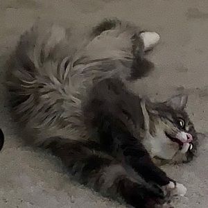 Meet your Posher, Dina